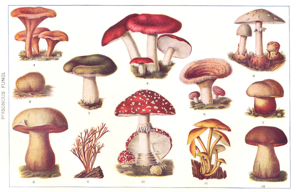POISONOUS FUNGUS. Toadstool Cantarelle Puffball Green Devil Satanic Antler 1907